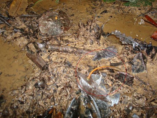 ... und gefaehrliche Tiere (Blutegel im Kreis) lauerten im Schlamm und auf Blaettern auf frisches Blut...