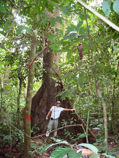 Schade, dass der Elefant noch vorm "Knipsen" hinter dem Baum verschwand.
