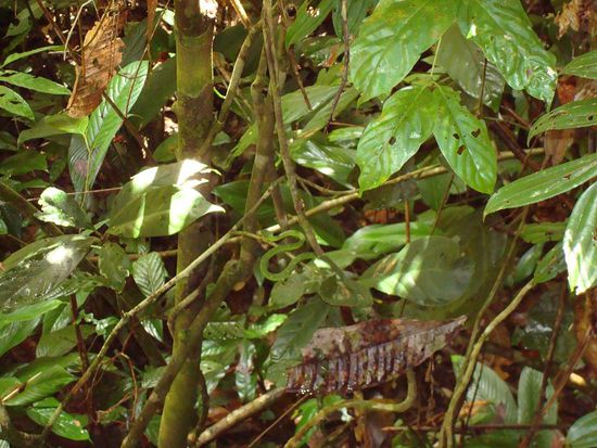 Wer sieht die Schlange?