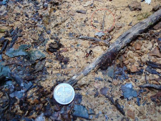 Ameise (gross wie Sau)