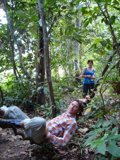 Ruhestaette auf der Liane. Kraefte sammeln fuer Poring und Rueckfahrt nach Kota Kinabalu.