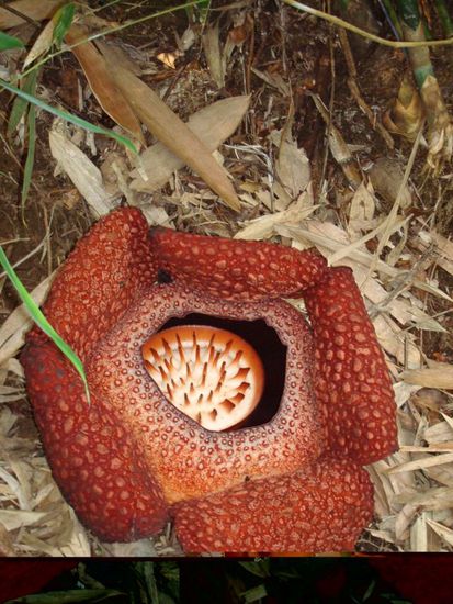 Gibt es der Legende nach NUR in Borneo, waechst ein ganzes Jahr heran, blueht dann nur eine laecherliche Woche und stirbt ab.