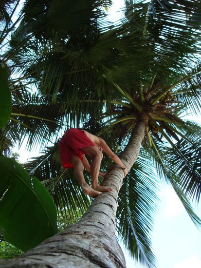 Longtail Makake auf Nahrungssuche