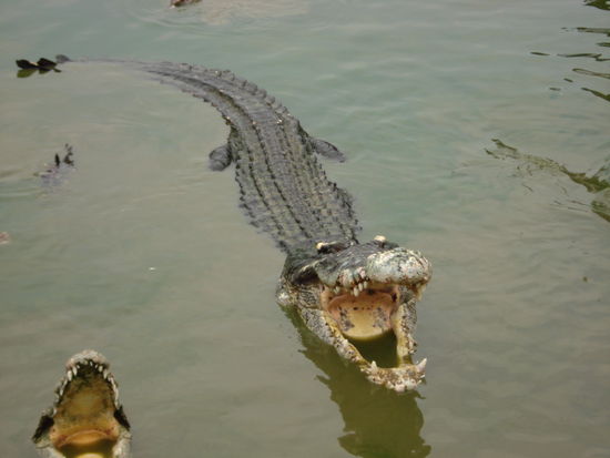 Die haben wir gebaendigt...