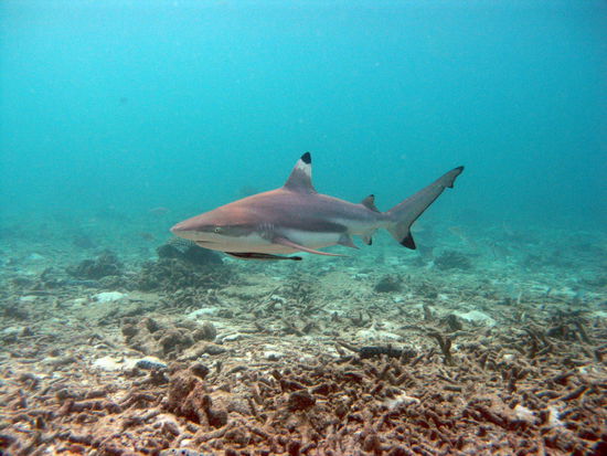 ... NOCH der groesste Hai im Becken....