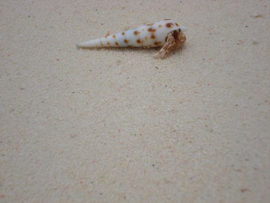 aeusserst aggressive Krabbe, 4-5 Meter, unbesiegbar