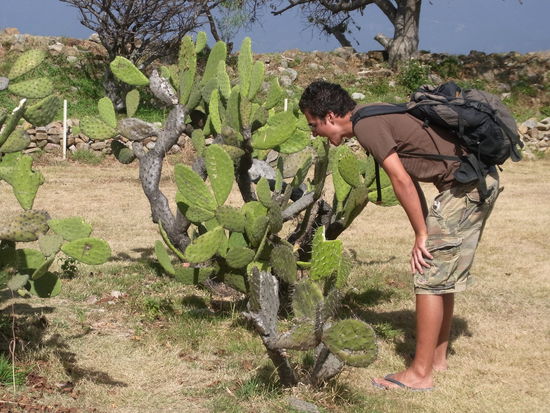 Stachelig, aber wuenderschoen