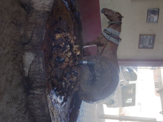 Typische Mezcal-Produktion (sorry, konnten das Bild nicht drehen)