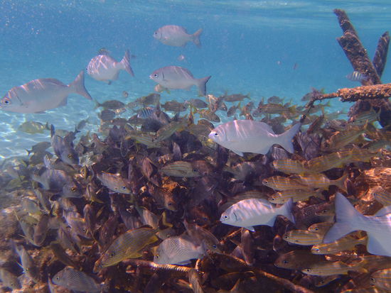 Die schoene Unterwasserwelt von Cozumel- wie im Aquarium!
