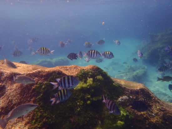 Schnorcheln...wie im Aquarium