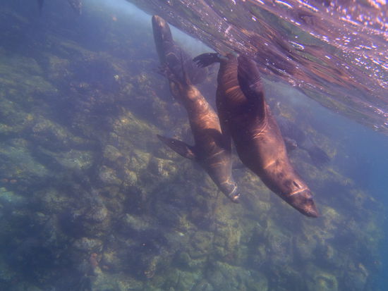 Richtig coole Kreaturen diese Seeloewen....