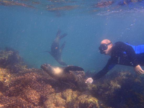Unser Tourguide Saul beim Kuschelkurs mit den Seeloewen