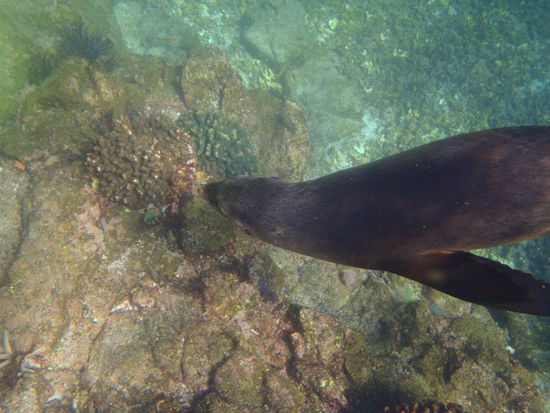 Hautnah bei den Seeloewen
