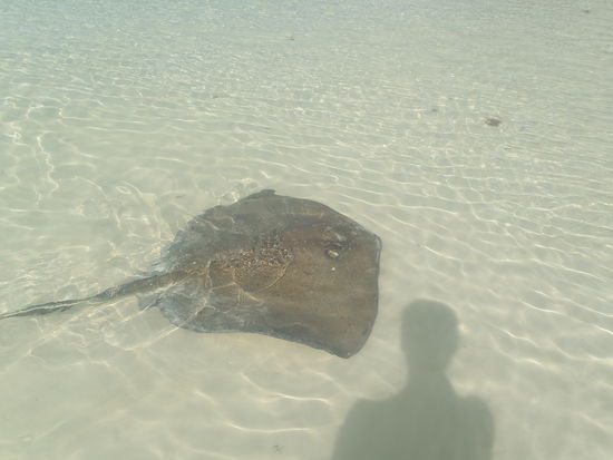 Der Hausrochen der Insel- voll wabbelig das Ding 