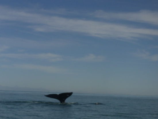 Flosse eines abtauchenden Wals