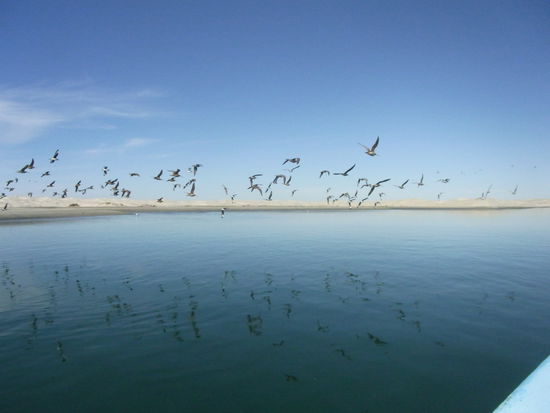 Voegel, die wir eigentlich nicht sehen wollten