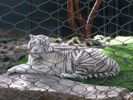 In Siegried &amp; Roy's Secret Garden - Auge in Auge mit den Tigern