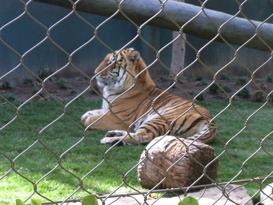 Hier noch ein Prachtexemplar