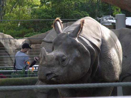 Im Zoo gab's alle Klassiker: Nashörner, ...
