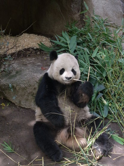 ..., aber auch Pandas