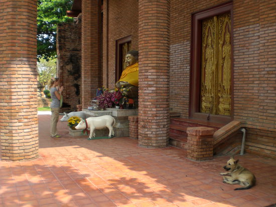Bei dem Tempel gab es ganz viele liebe Hunde...