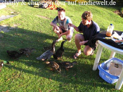 Wenn die Enten schon da sind, können wir sie auch füttern.