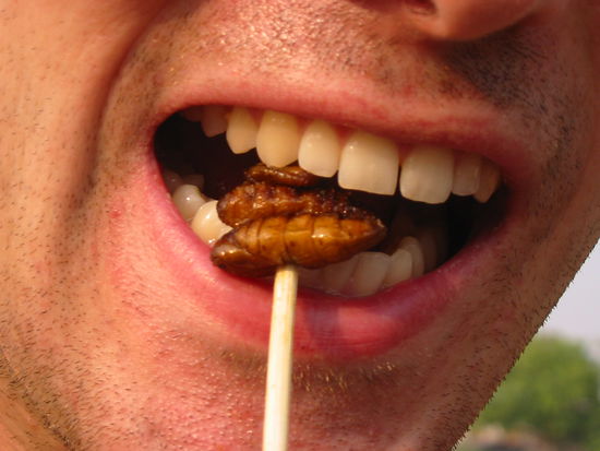 hmm schmeckt das lecker...
die heuschrecken waren noch besser