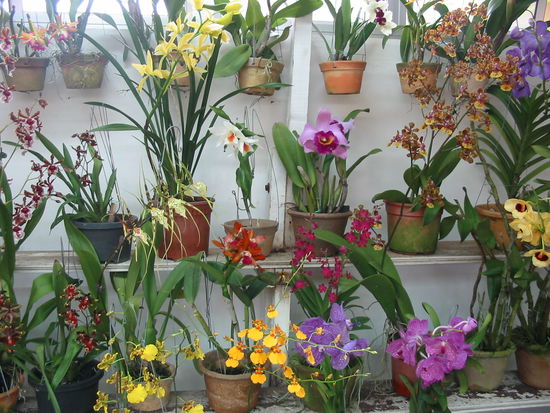 eine kleine auswahl der vielfalt an orchideen