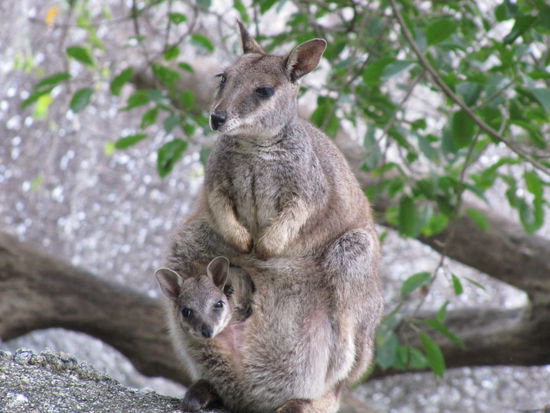 Weiter ging es dann nach Mareeba, wo wir eine Kaffeeroesterei besucht haben. Der Eintritt war zwar wie so vieles in Australien recht teuer, aber es hat sich gelohnt. 
Uebernachten haben wir dann im Granit Gorge National Park, wo Wasser eine wunderschoene Landschaft aus Granit geschliffen hat.