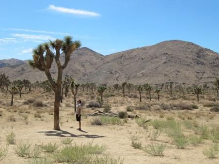 Joshua Trees