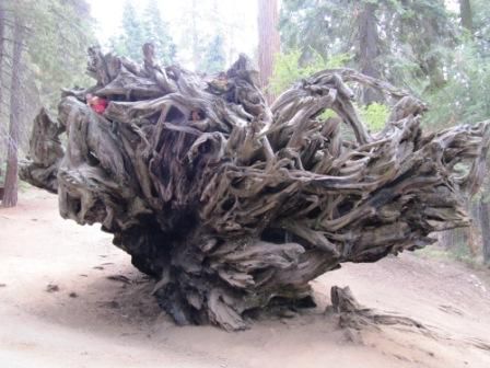 Wurzel eines Sequoiabaumes und Yoli und Jule links oben