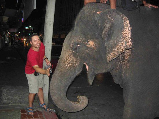 armer Wanderelefant mitten in der Stadt - eigentlich sollte man so etwas nicht unterstützen, aber der Arme hat doch Hunger...