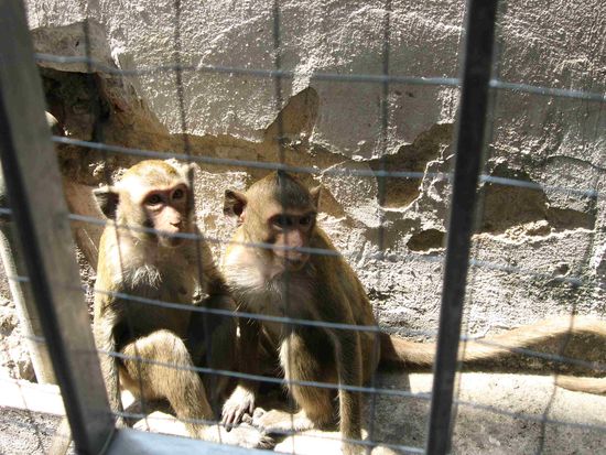 Affen am Ende unseres Floors (im Hotel im 2. Stock) - nur dank des Gitters sind die Hotelgäste halbwegs sicher vor Diebstahl