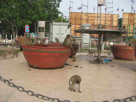 einer der Makaken-Treffpunkte (es gibt hier und an 3 anderen Stellen zweimal täglich Fütterung, um die Affen vor "Hungerattacken" auf Menschen abzuhalten)
