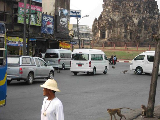 die Affen huschen oft blitzschnell über die Straße