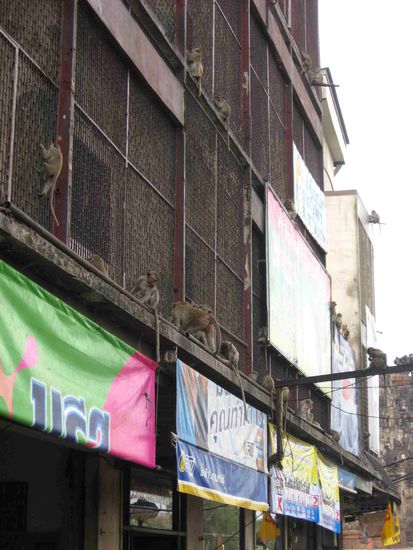 In manchen Wohngebieten im Zentrum Lopburis wimmelt es nur so von Äffchen