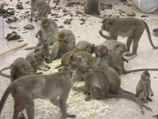 Mahlzeit! Heute gibt's wieder das Einser-Menü: Sojasprossen und dahinter evtl. noch ein paar braune Babybananen
