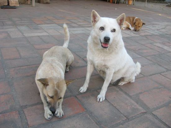 Hunde mit "Hundeleben" im Tempel