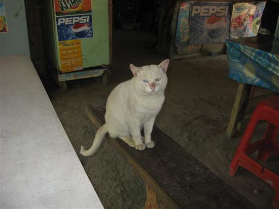 Katze mit zwei verschiedenen (!) Augenfarben