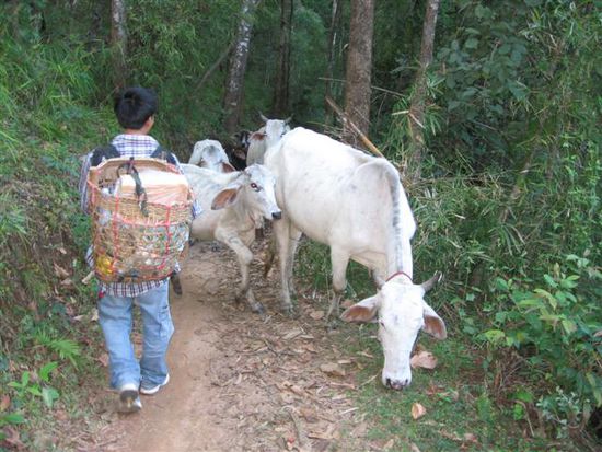 unser netter Porter und Kuehe auf dem Trekkingweg