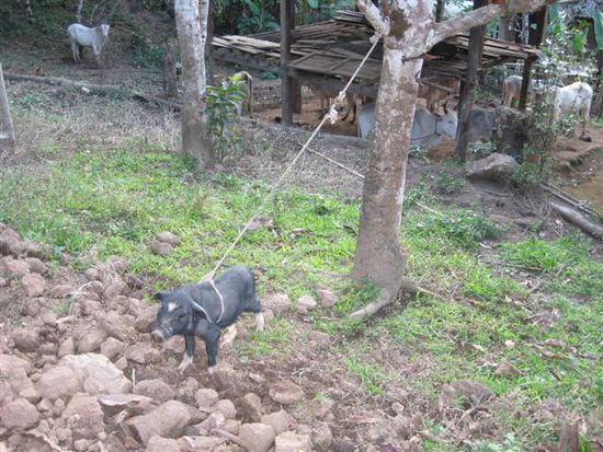 suesses Dorfschwein