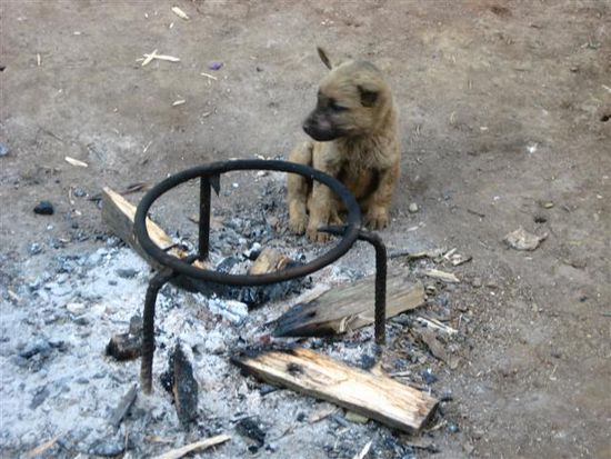 kleiner Hund waermt sich an Feuerstelle