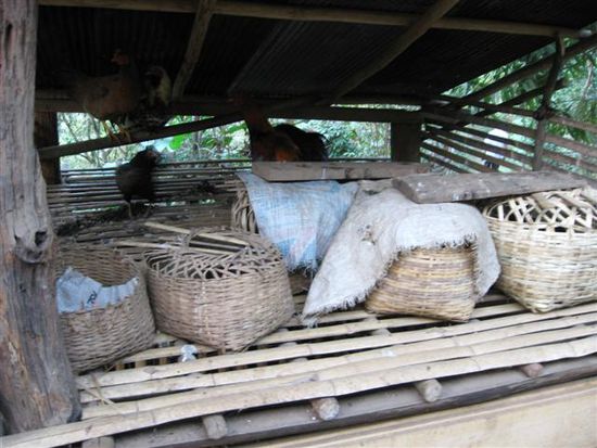 thailaendische Huehnerhaltung