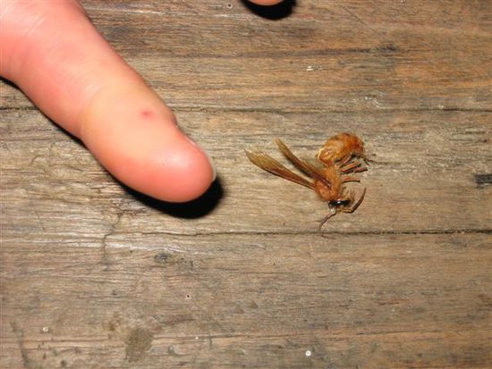Gerti's Finger unmittelbar nach Stich durch dieses Monster (der Finger wurde nachher wesentlich dicker...)
