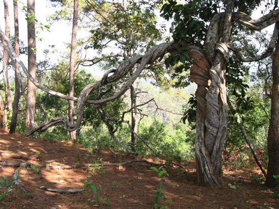 witziger Baum