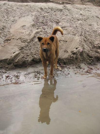 Hund will fuer Leckereien doch nicht in den Mekong
