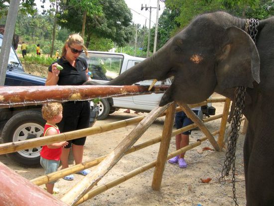 Elephant Trekking in Naehe des Wasserfalls