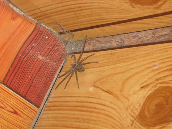 Ms. Spider