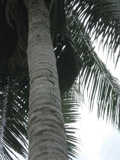 Schlange auf der Palme vor unserem Bungalow - sieht aus wie eine Mamba, ist aber ungiftig