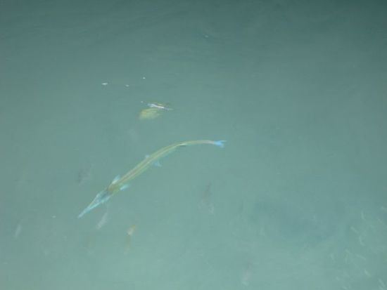 laaaanger Fisch